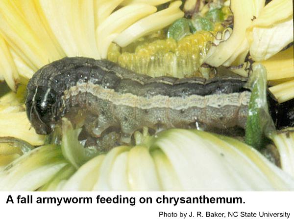 Thumbnail image for Fall Armyworm in Ornamentals